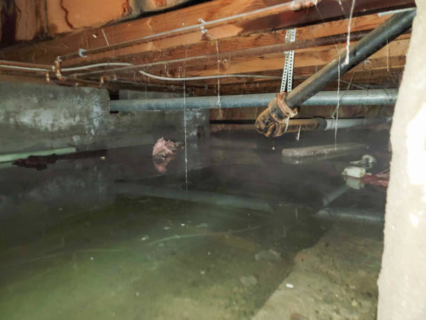Best Local water damage restoration  in Newaygo, MI